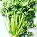 2021 New Harvest Export Natural Hot Selling Good Chinese Fresh Green Celery